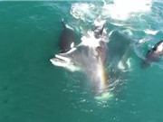 Clip: Đàn cá voi sát thủ hợp sức “đoạt mạng” cá voi khổng lồ