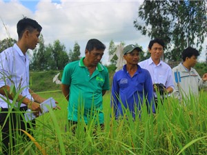 Long An: Hội thảo đầu bờ đánh giá giống lúa chịu phèn