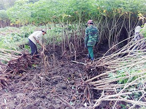 Kon Tum: Hiệu quả từ chuyển đổi đất trồng lúa sang trồng mì 