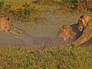 Cá sấu chết thảm vì bị sư tử "đánh hội đồng"