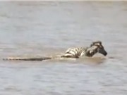 Clip: Ngựa vằn non nỗ lực giành sự sống trước hàm cá sấu