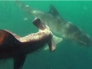 Clip: Cá mập đầu búa “chết oan” trước cá mập hổ