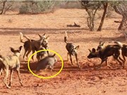 Clip: Heo rừng “tả xung hữu đột” trong vòng vây của bầy chó hoang