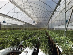 Ứng dụng nông nghiệp công nghệ cao ở Lâm Đồng: Sử dụng 60% kinh phí khoa học