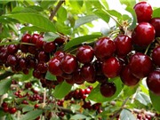 Kỹ thuật trồng và chăm sóc cây cherry cho năng suất cao