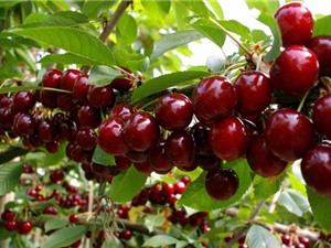 Kỹ thuật trồng và chăm sóc cây cherry cho năng suất cao