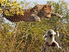 Clip: Báo dùng “khinh công” bay trên cây để giết khỉ