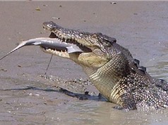 Cá sấu nước mặn “xử đẹp” cá mập bò trong chớp mắt