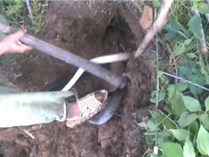 Clip: Đào hang bắt rắn hổ trâu ở Đăk Lăk