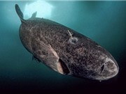 Cá mập Greenland có thể sở hữu 'gene trường sinh'