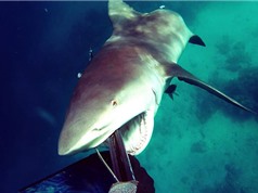 Clip: Cướp cá bất thành, cá mập khổng lồ quay sang tấn công người