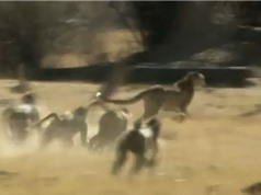 Clip: Báo săn bị khỉ đầu chó đuổi “chạy mất dép”