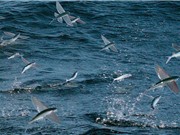 Clip: Bầy cá bay lên không trung để tránh kẻ địch truy sát