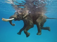 Hải quân cứu sống voi bị sóng cuốn trôi