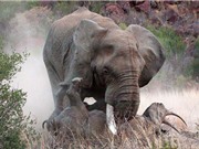 Kinh hoàng cảnh voi “điên” húc chết tê giác
