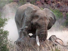 Kinh hoàng cảnh voi “điên” húc chết tê giác