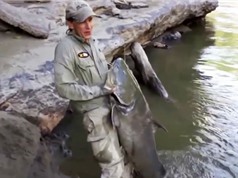 Clip: Cần thủ câu được cá da trơn khổng lồ trên sông