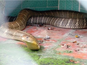 Chiêm ngưỡng rắn hổ mang chúa "khủng" nhất nhì Việt Nam
