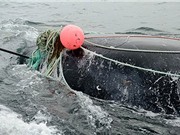 Cá voi mắc lưới giết chết ân nhân cứu mạng
