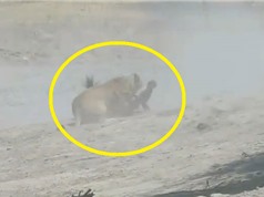 Clip: Linh dương đầu bò bỏ mạng vì bị sư tử tập kích bất ngờ