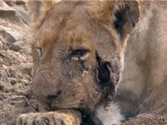 Clip: Sư tử chết thảm vì bị hà mã cắn rớt hàm