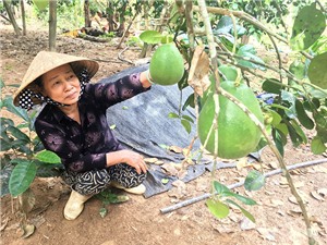 Bưởi trụ lông Đại Bình