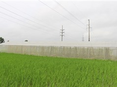 Vĩnh Phúc: Nghiệm thu mô hình nhà lưới ứng dụng công nghệ cao tại thị xã Phúc Yên