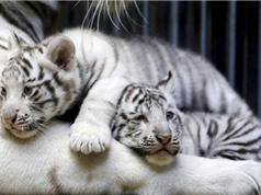 Hổ Bengal trắng sinh 4 ở Trung Quốc
