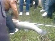Clip: Cần thủ câu được cá trắm “khủng” ở Bắc Bộ