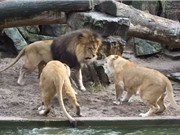 Clip: Sư tử “mắng chồng té tát” vì tội làm mất mồi
