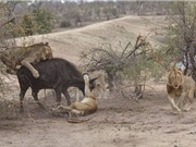 “Tận mục” màn xẻ thịt trâu rừng của bầy sư tử