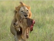 Clip: Rợn người trước cảnh sư tử xé xác con non