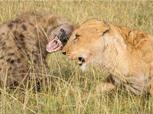 Clip: Linh cẩu ăn no đòn vì cả gan “gọi hội quây” sư tử