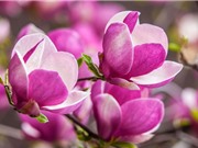 Cận cảnh vẻ đẹp của loài hoa lâu đời bậc nhất thế giới