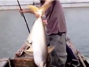 Clip: Cần thủ câu được cá tra “khủng” trên sông Đồng Nai