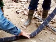 Clip: Nhóm công nhân bắt được rắn hổ mang chúa dài 3 mét