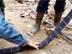 Clip: Nhóm công nhân bắt được rắn hổ mang chúa dài 3 mét
