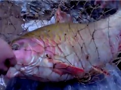 Clip: Câu được cá quý hiếm khổng lồ trên thượng nguồn sông Đà