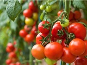 9 công dụng tuyệt vời của cà chua