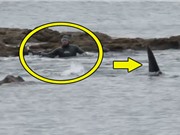 Clip: Sợ “xanh mặt” trước cảnh cá voi sát thủ rình bắt người