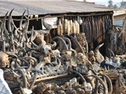 Chợ phép thuật bùa chú ở Châu Phi