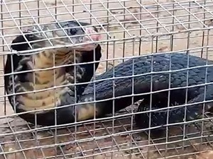 Clip: Bẫy được rắn hổ mang hơn 2 mét ở Hóc Môn