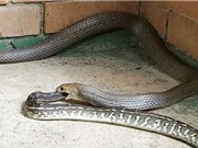 Kinh hoàng cảnh rắn độc thứ 2 thế giới nuốt chửng trăn