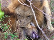 Clip: Linh cẩu con chết thảm trước sư tử đực