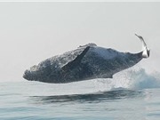 Clip: Cá voi nặng 40 tấn nhảy khỏi mặt nước