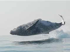 Clip: Cá voi nặng 40 tấn nhảy khỏi mặt nước