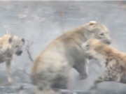 Clip: Sư tử cái trọng thương sau màn giao chiến với bầy linh cẩu