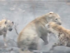 Clip: Sư tử cái trọng thương sau màn giao chiến với bầy linh cẩu