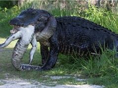 Clip: “Khiếp vía” trước cảnh cá sấu cố nuốt xác đồng loại