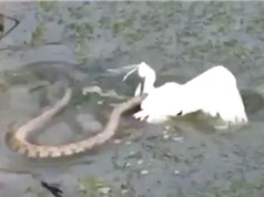 Clip: Màn thủy chiến sinh tử giữa rắn với cò trắng